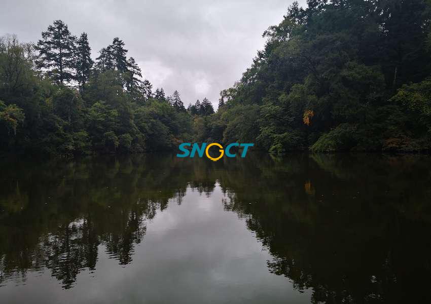 森林營造應注意哪些問題？七個方面需引起重視！