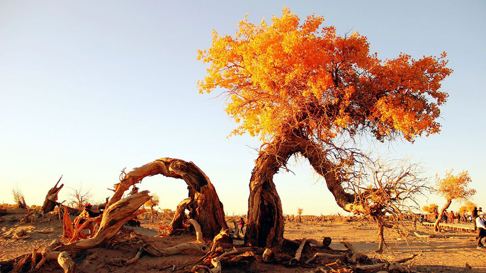 內蒙古：文旅廳推出多項舉措，推動旅游業(yè)快速復蘇，不斷開創(chuàng)文化和旅游發(fā)展新局面！