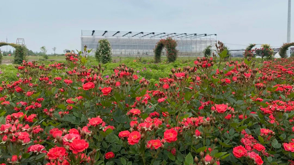 上海：青浦區(qū)首屆夏陽玫瑰文化旅游節(jié)即將舉行，進一步推動商文旅體農聯動發(fā)展！